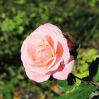 Rose Ende Oktober