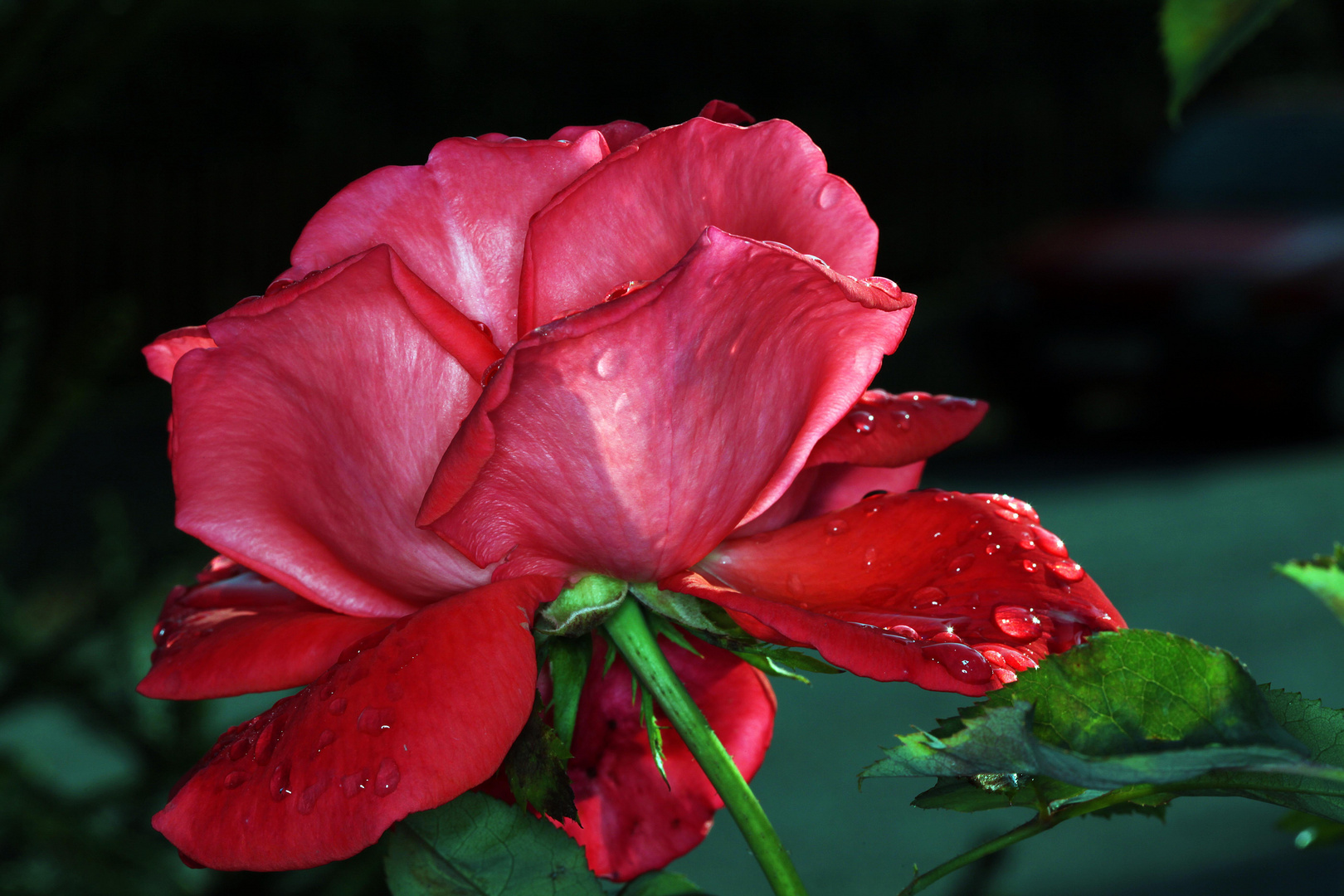 Rose . erste Sonnenstrahlen