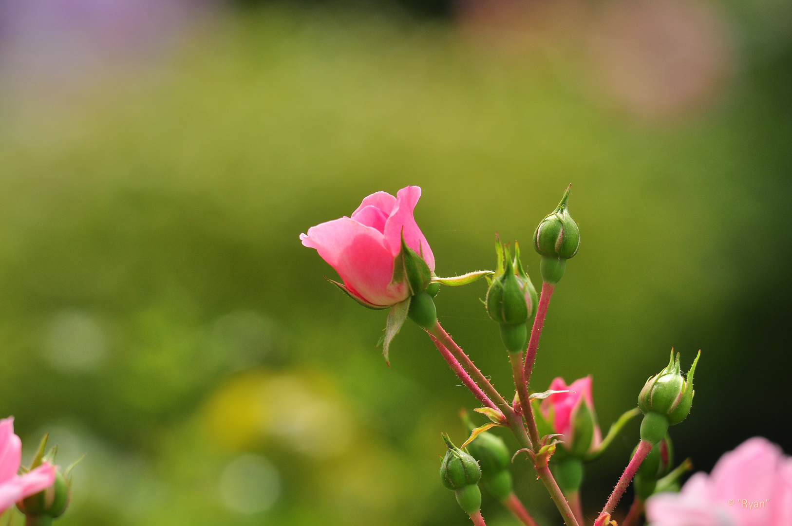 Rose - es wird Zeit für den Frühling