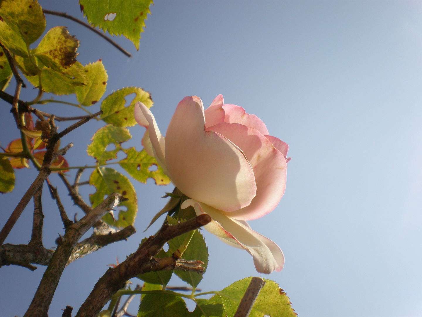 Rose ésseulée