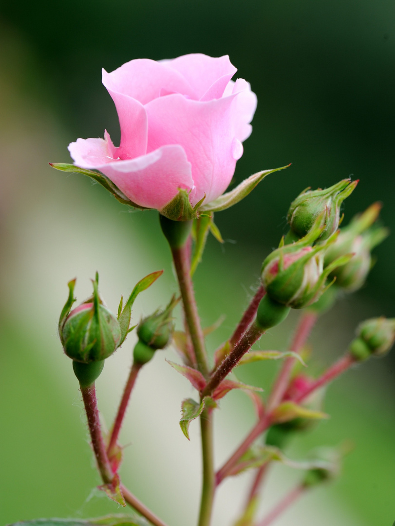 Rose et boutons photo et image | fleurs, roses, nature Images fotocommunity