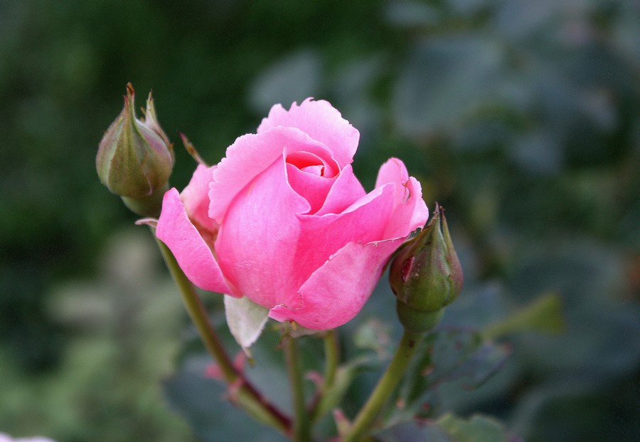 rose et boutons