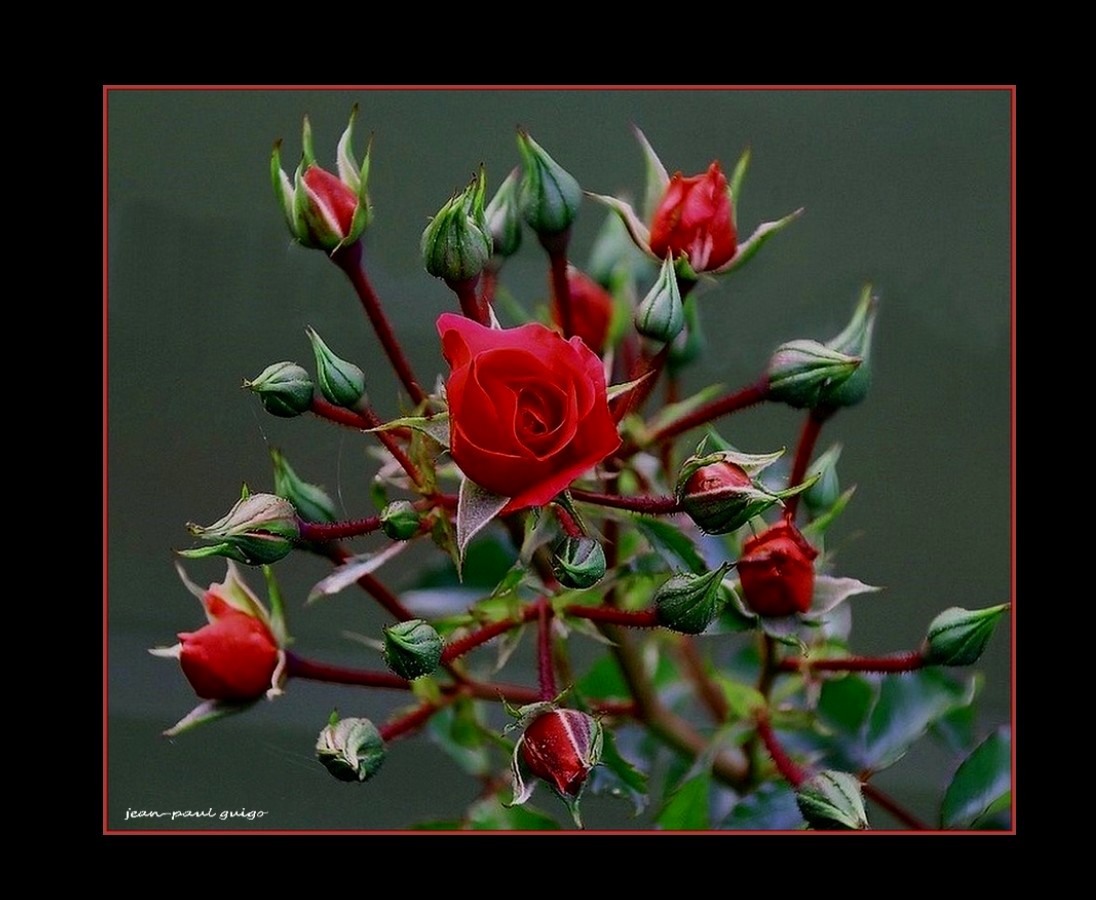 rose et boutons