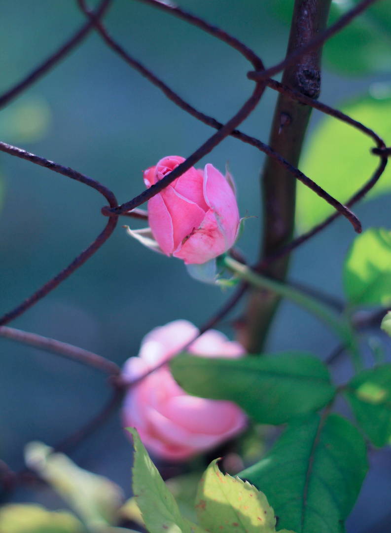 rose et grillage