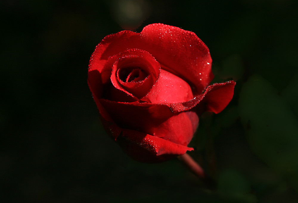 rose et rosée