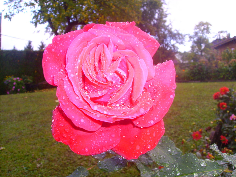 rose et rosée