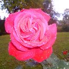 rose et rosée