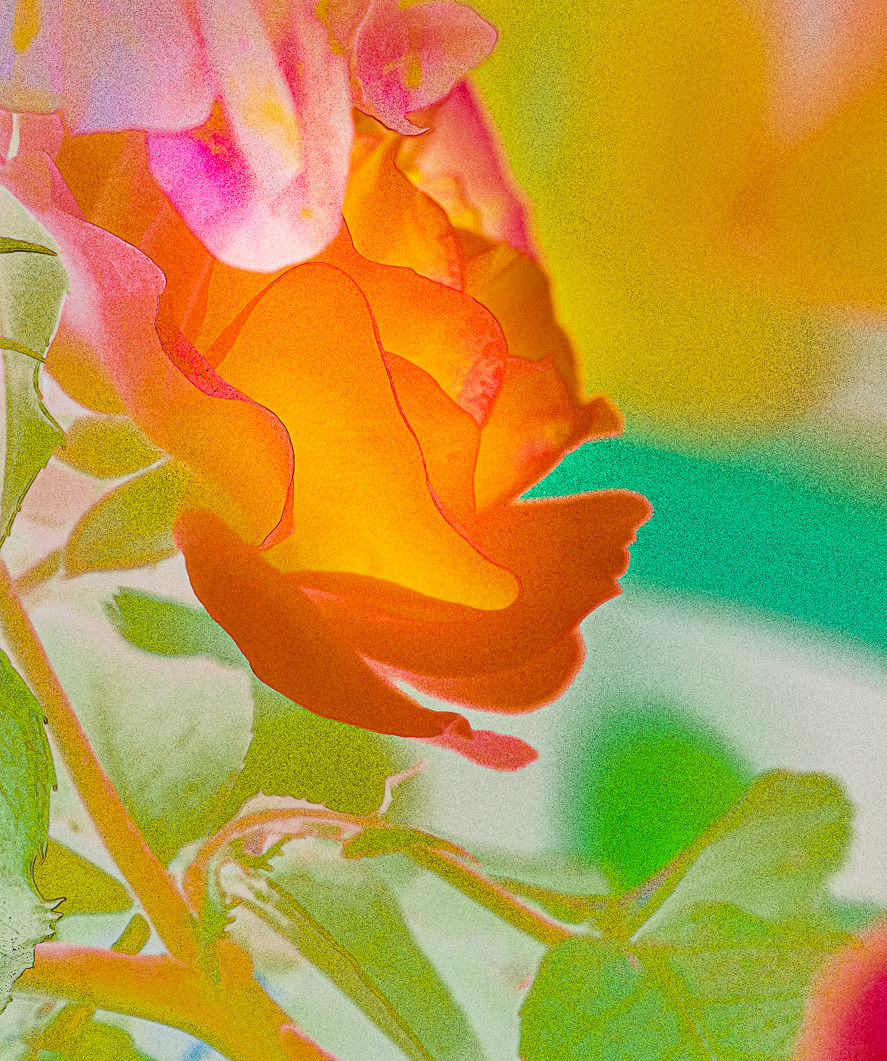 Rose-experimental (1 von 1)