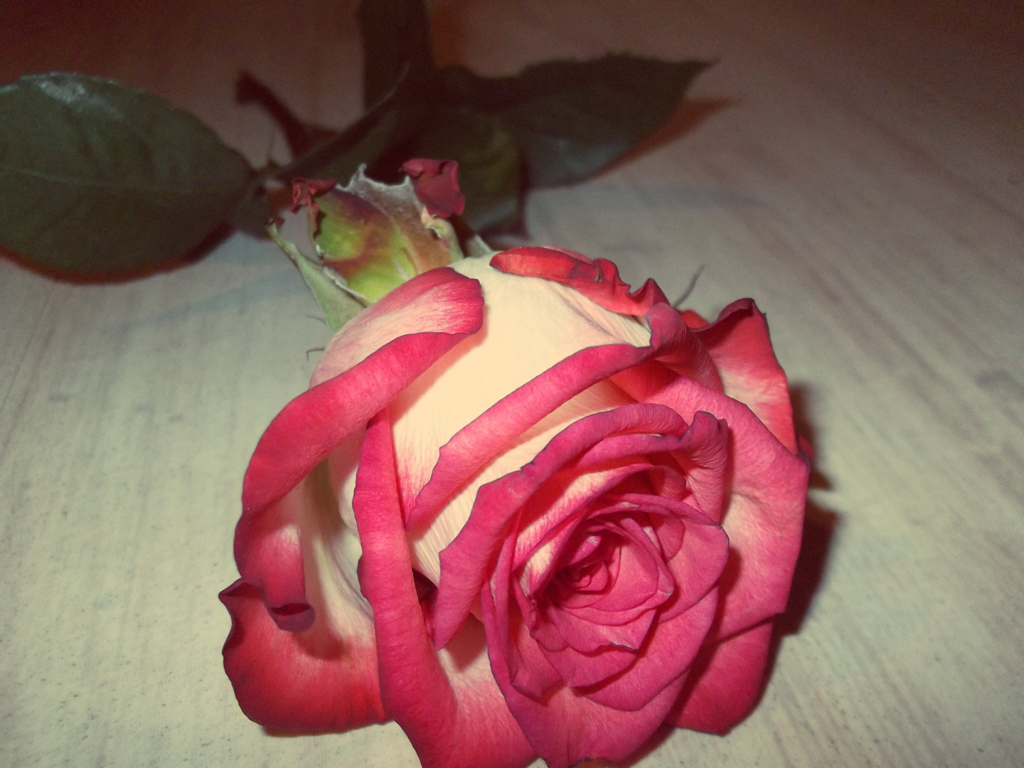 Rose