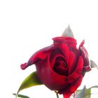 (*)rose°°