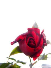 (*)rose°°