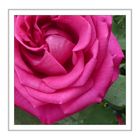 Rose  Farandula   mit  Aroma 