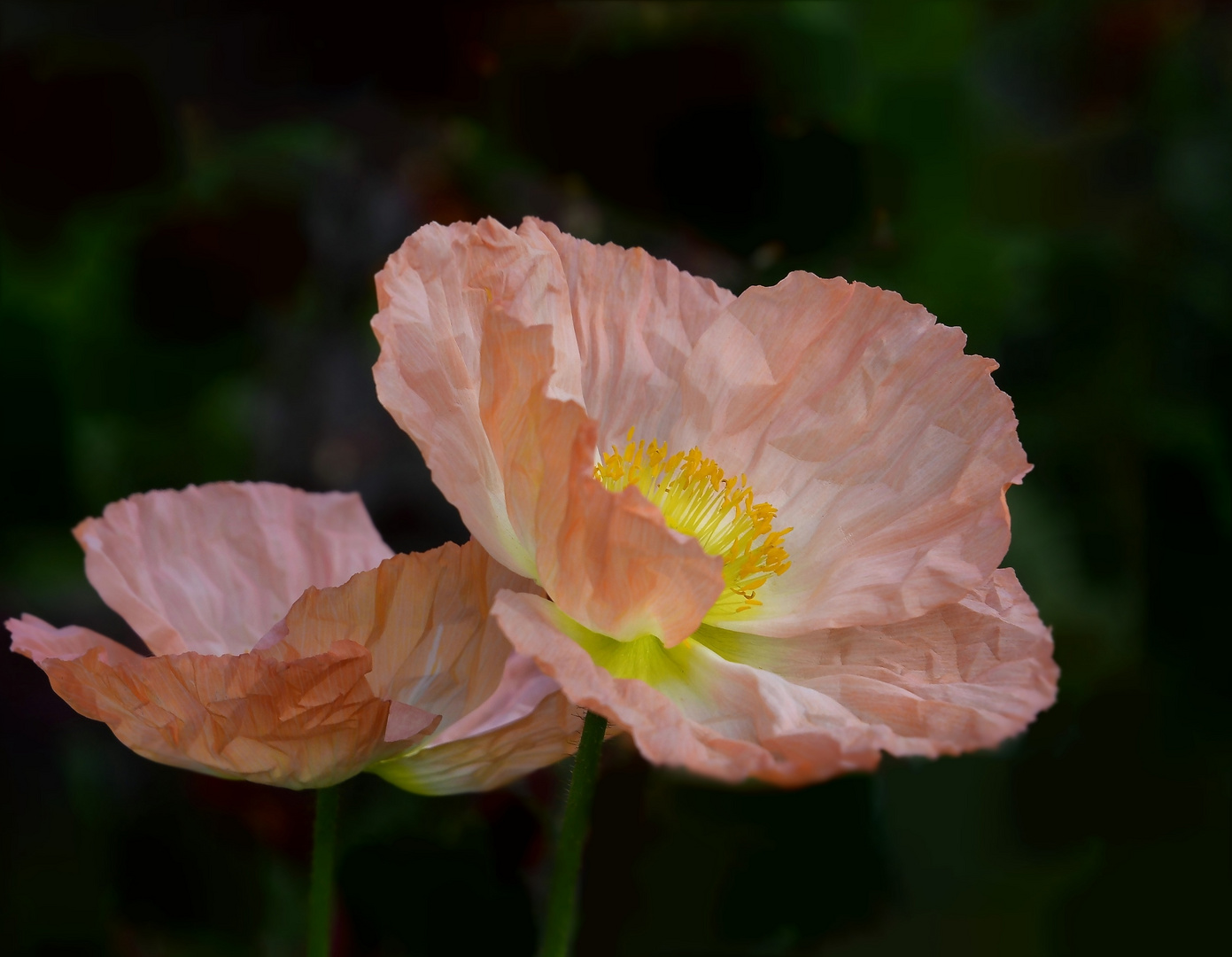 rose'  farbiger Islandmohn