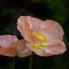 rose'  farbiger Islandmohn