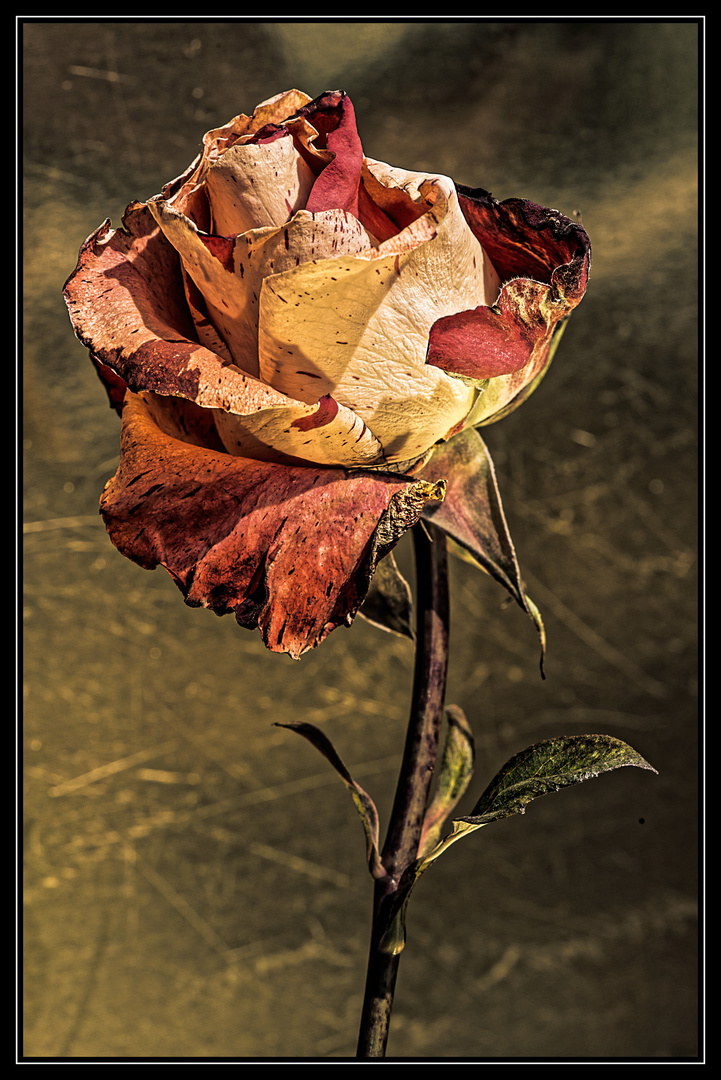 Rose, fast am Ende der Blütezeit