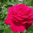 Rose'