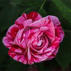 Rose "Ferdinand Pichard...."