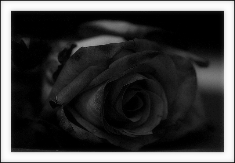 Rose Fineart