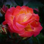 Rose "Firebird"