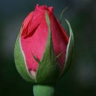 Rose Flower Bud