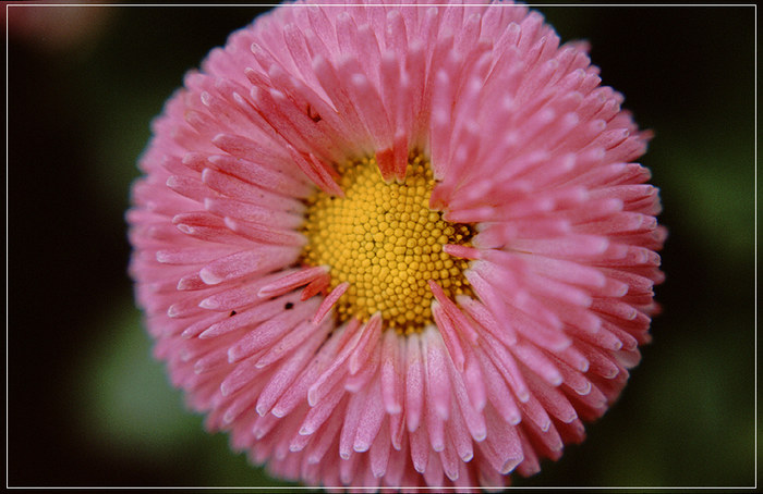 rosè flower oder ähnlich :)