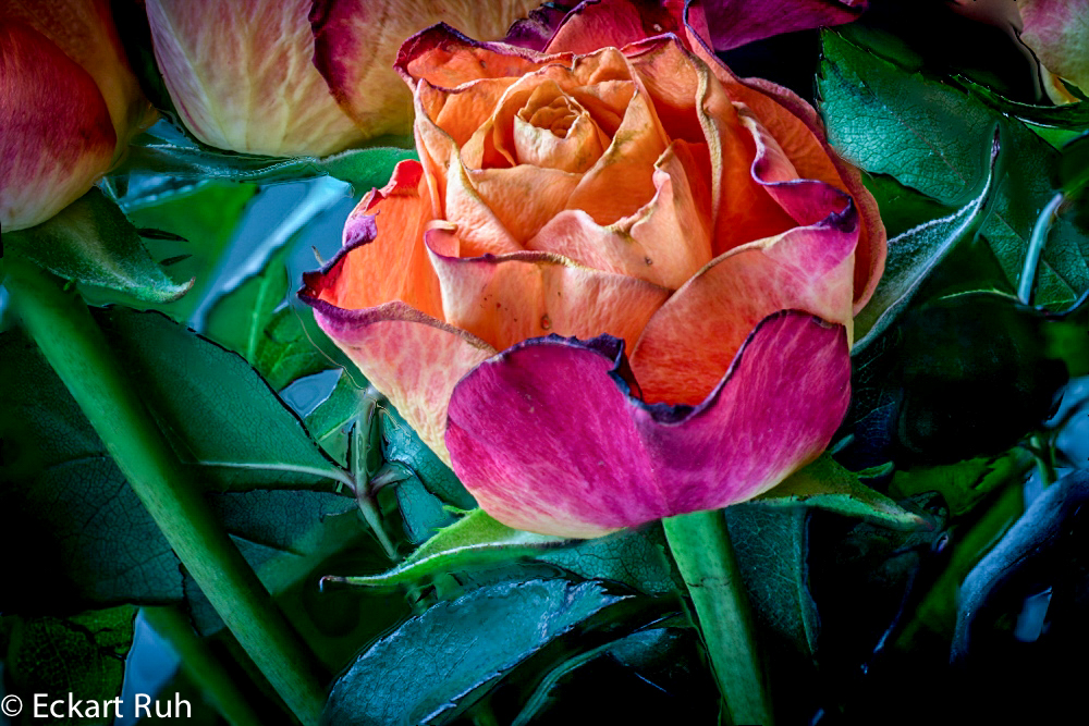 Rose - Focus Stacking