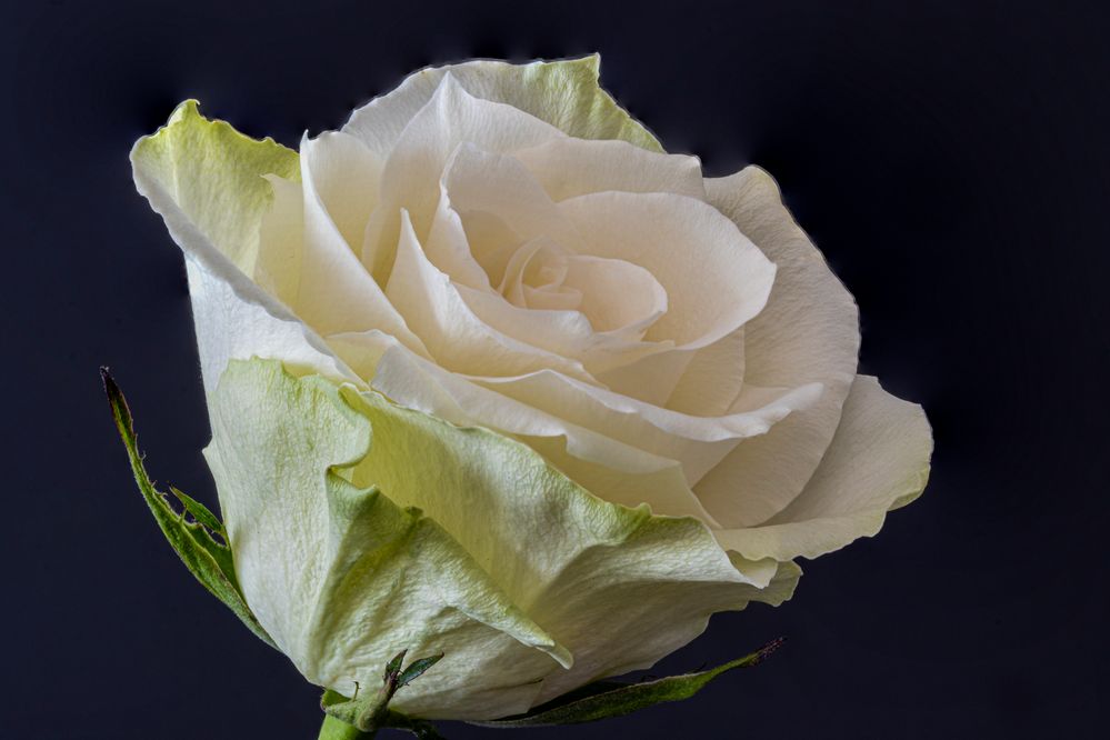 Rose Focus stacking