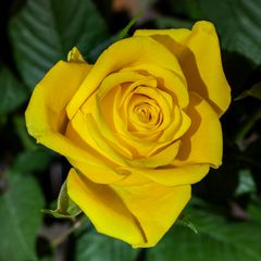 Rose - Focus Stacking