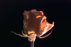 rose for my girl