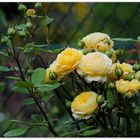 Rose Fragrant old Yellow
