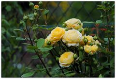 Rose Fragrant old Yellow