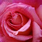 Rose `Freisinger Morgenröte