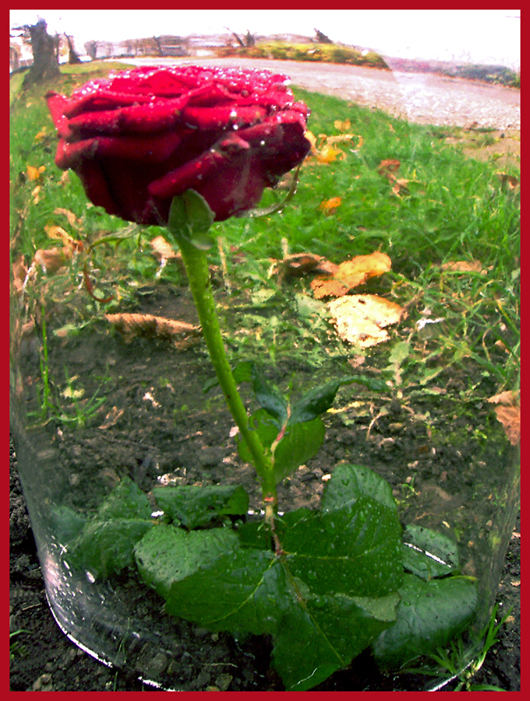 Rose from Antuan de Sent Exupery "The little Prince..."