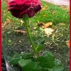 Rose from Antuan de Sent Exupery "The little Prince..."