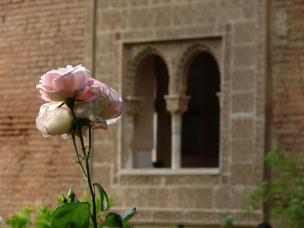 Rose from Granada