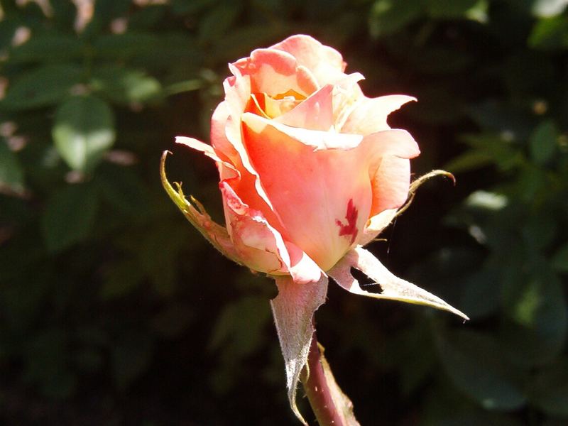 rose from my garden