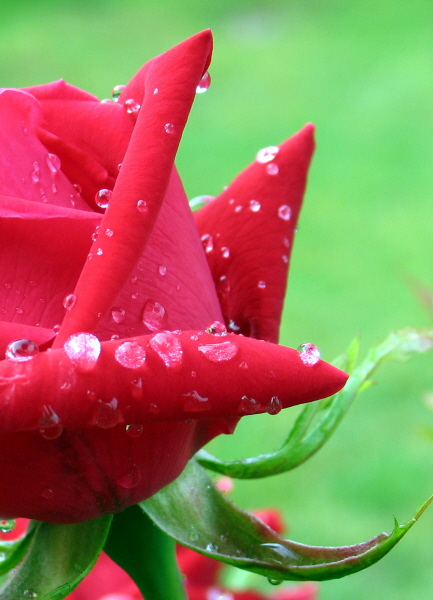 rose, from my garden