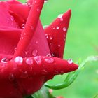 rose, from my garden