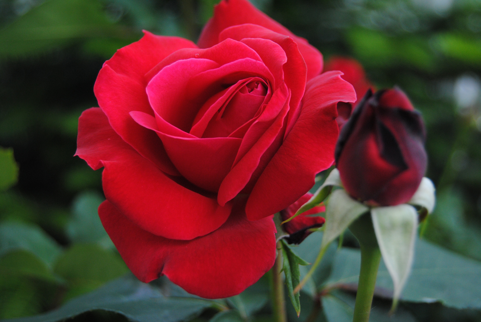 Rose from my little garden