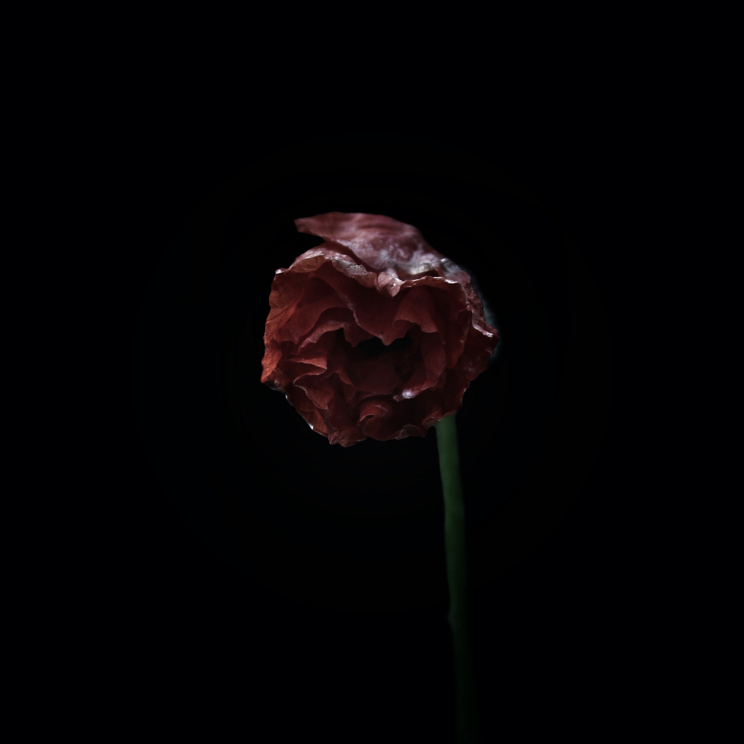 rose from the dark