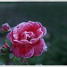 Rose-Frost