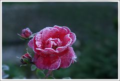 Rose-Frost