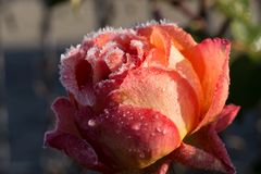 Rose frostig