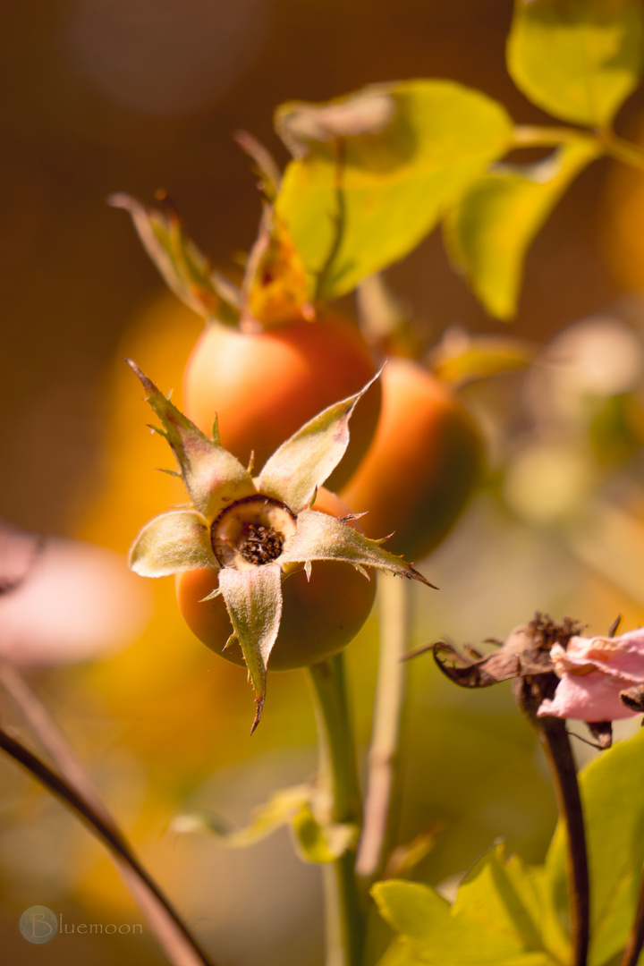 Rose fruits