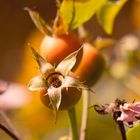 Rose fruits