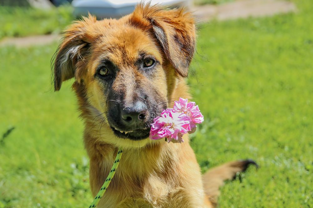 Rose für dich