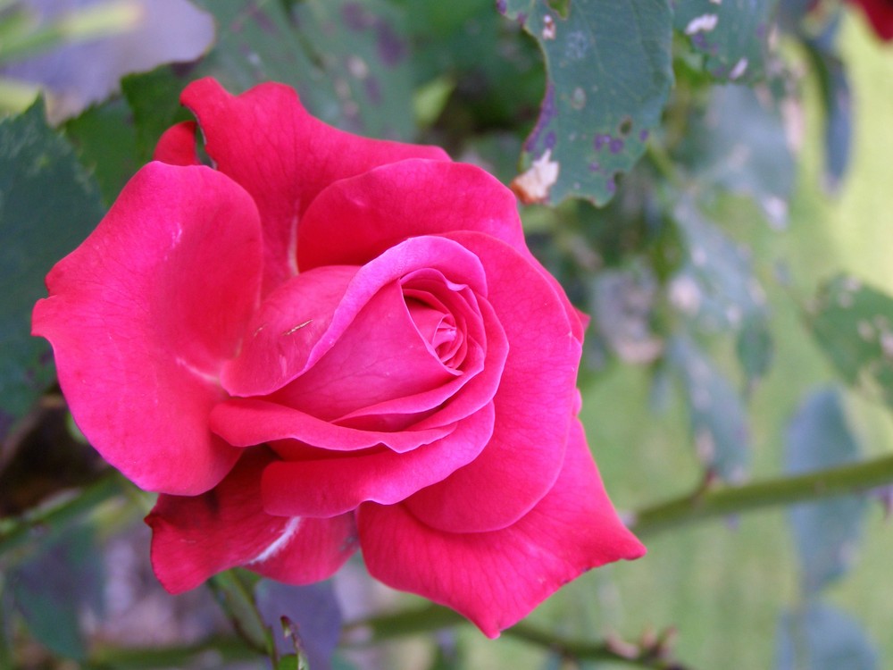 Rose für jemand ganz besonderen