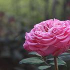 Rose für.Wochenende