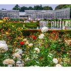 Rose Garden