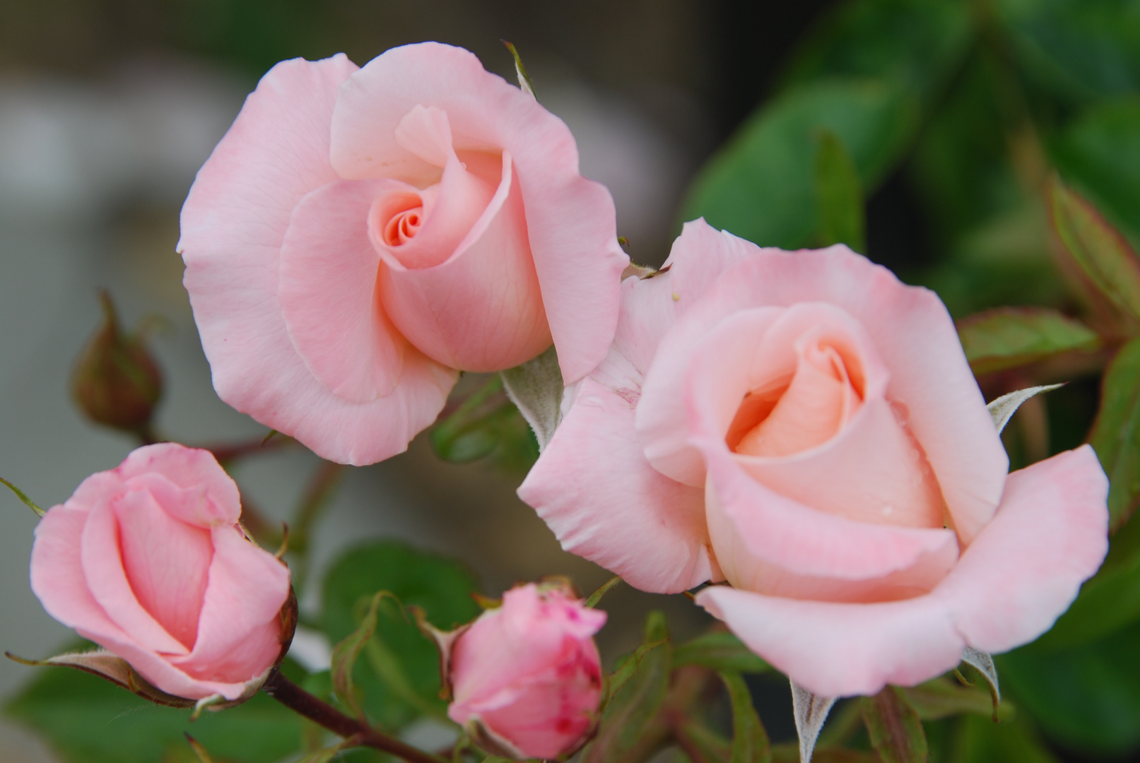 Rose Garden 3